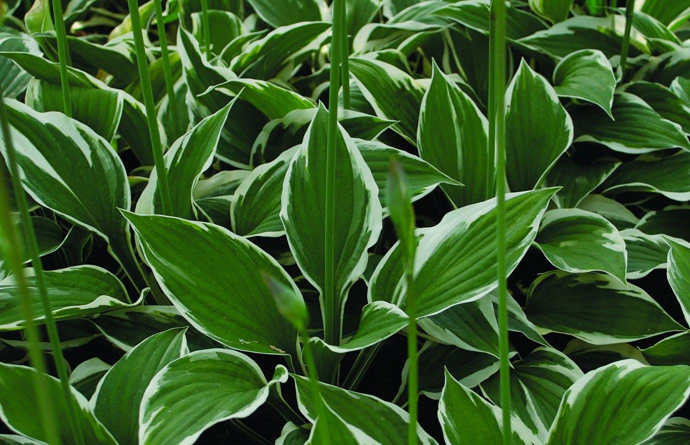 G201 Hosta Fortunei Minuteman - View 14 from www redcrocus com