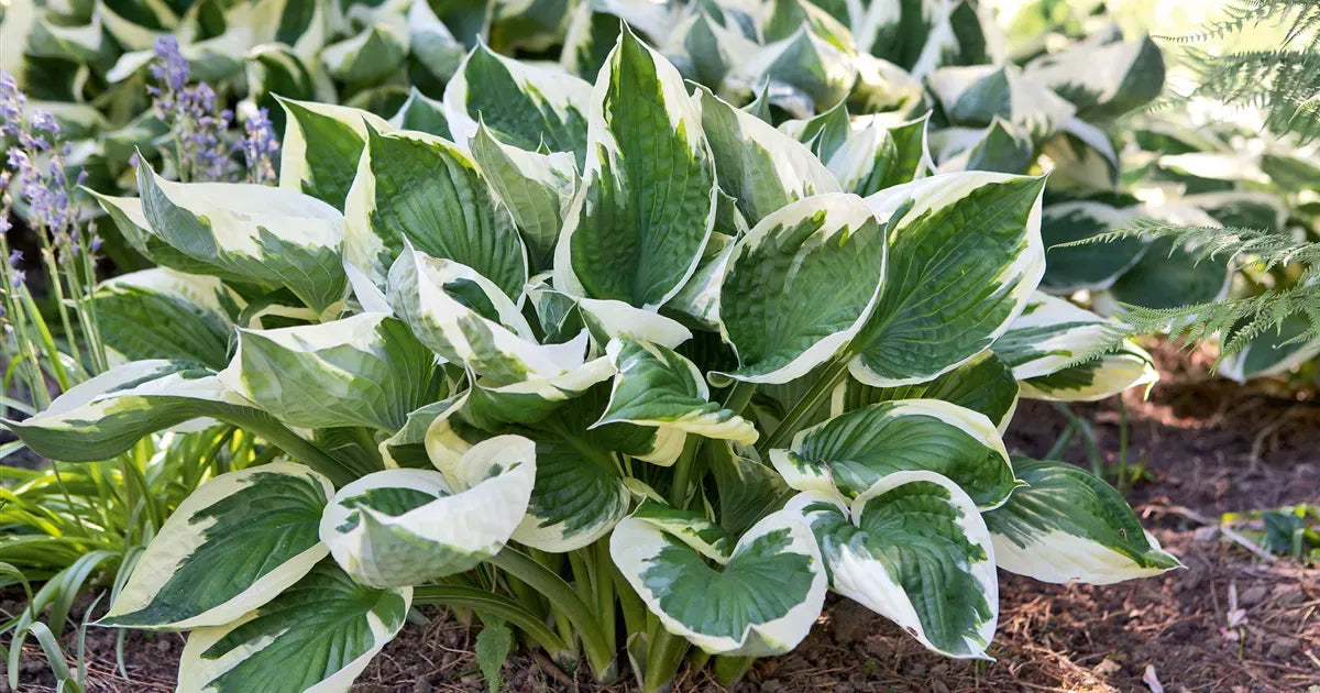 G201 Hosta Fortunei Minuteman - View 14 from www redcrocus com