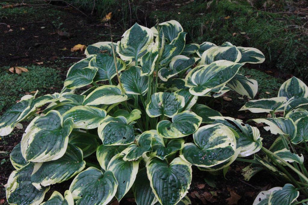 G201 Hosta Fortunei Minuteman - View 15 from www redcrocus com