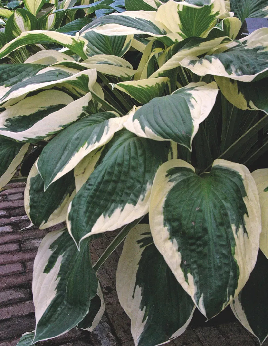 G201 Hosta Fortunei Minuteman - View 16 from www redcrocus com