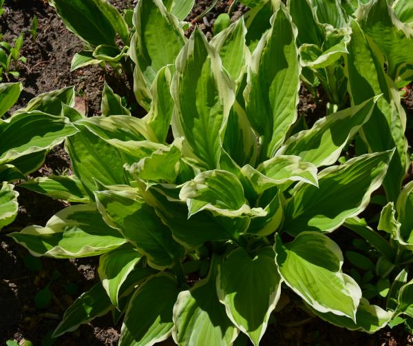 G201 Hosta Fortunei Minuteman - View 17 from www redcrocus com