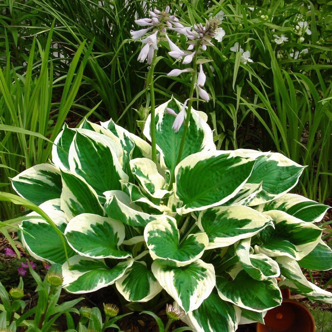 G201 Hosta Fortunei Minuteman - View 19 from www redcrocus com