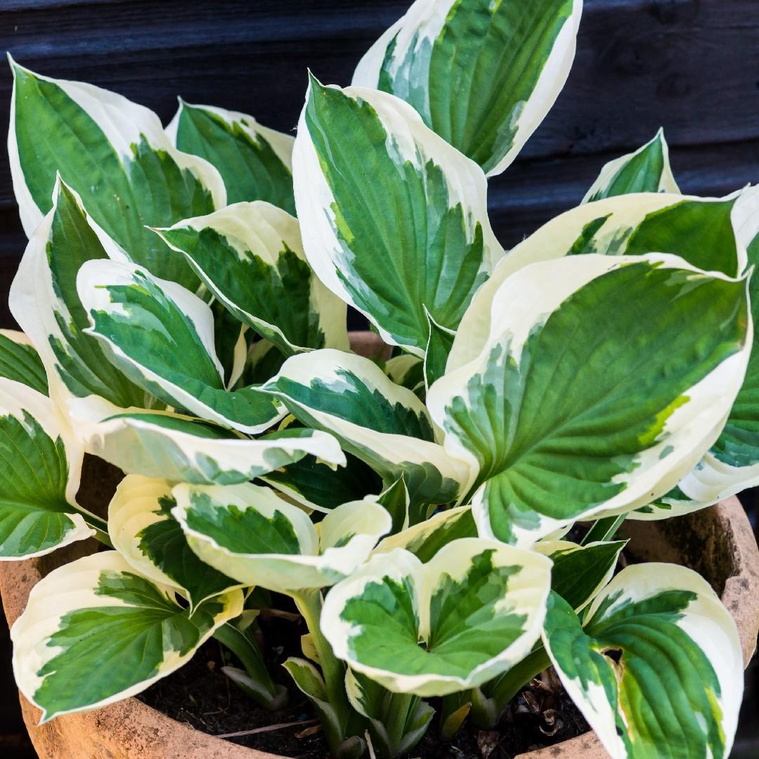 G201 Hosta Fortunei Minuteman - View 1 from www redcrocus com