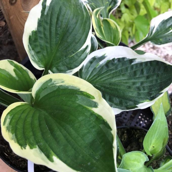 G201 Hosta Fortunei Minuteman - View 2 from www redcrocus com