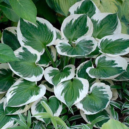 G201 Hosta Fortunei Minuteman - View 3 from www redcrocus com