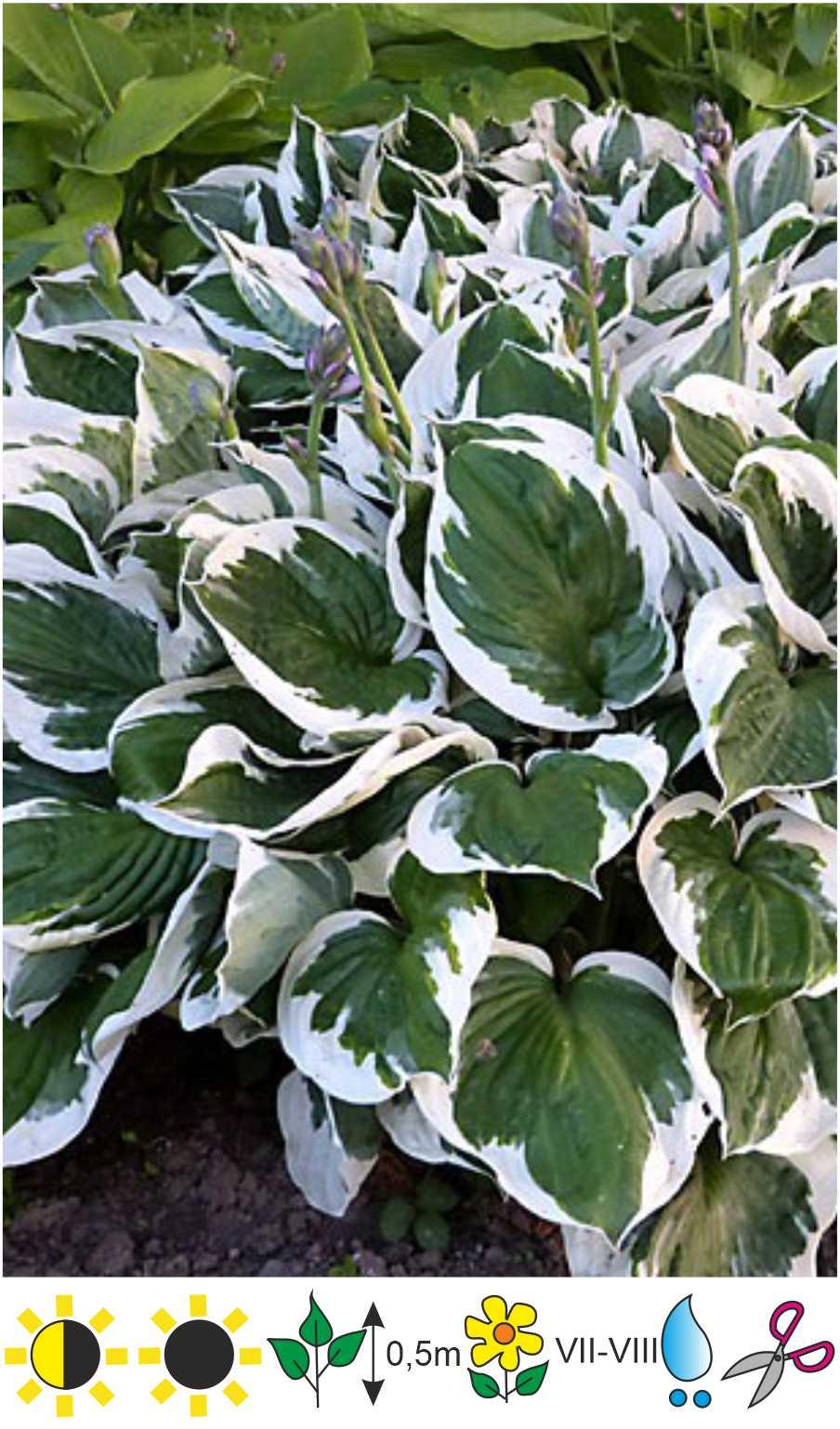 G201 Hosta Fortunei Minuteman - View 4 from www redcrocus com