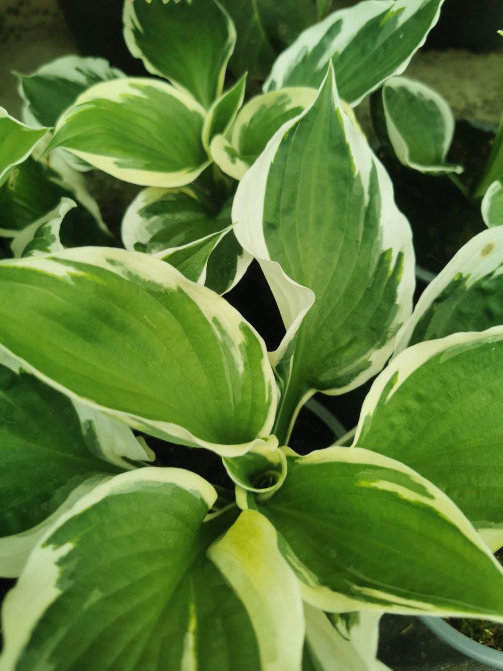 G201 Hosta Fortunei Minuteman - View 6 from www redcrocus com