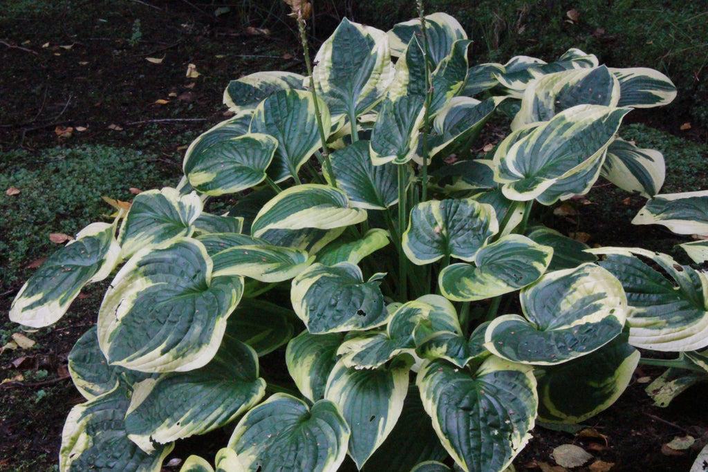 G201 Hosta Fortunei Minuteman - View 7 from www redcrocus com
