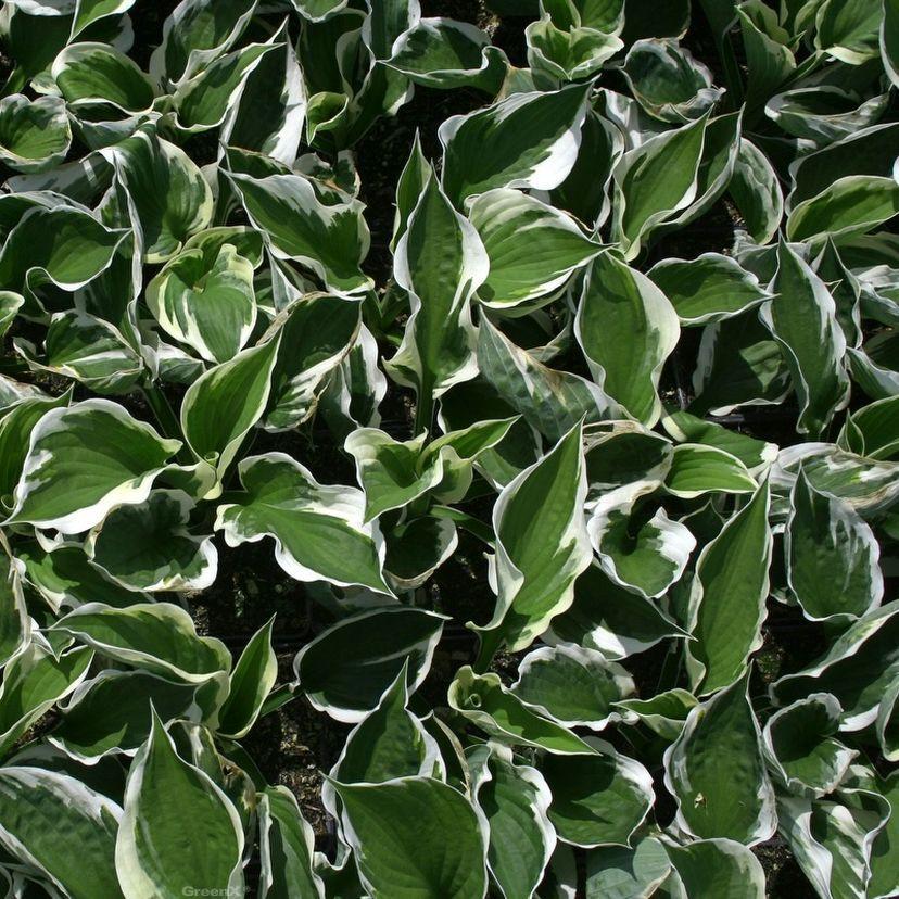 G201 Hosta Fortunei Minuteman - View 8 from www redcrocus com