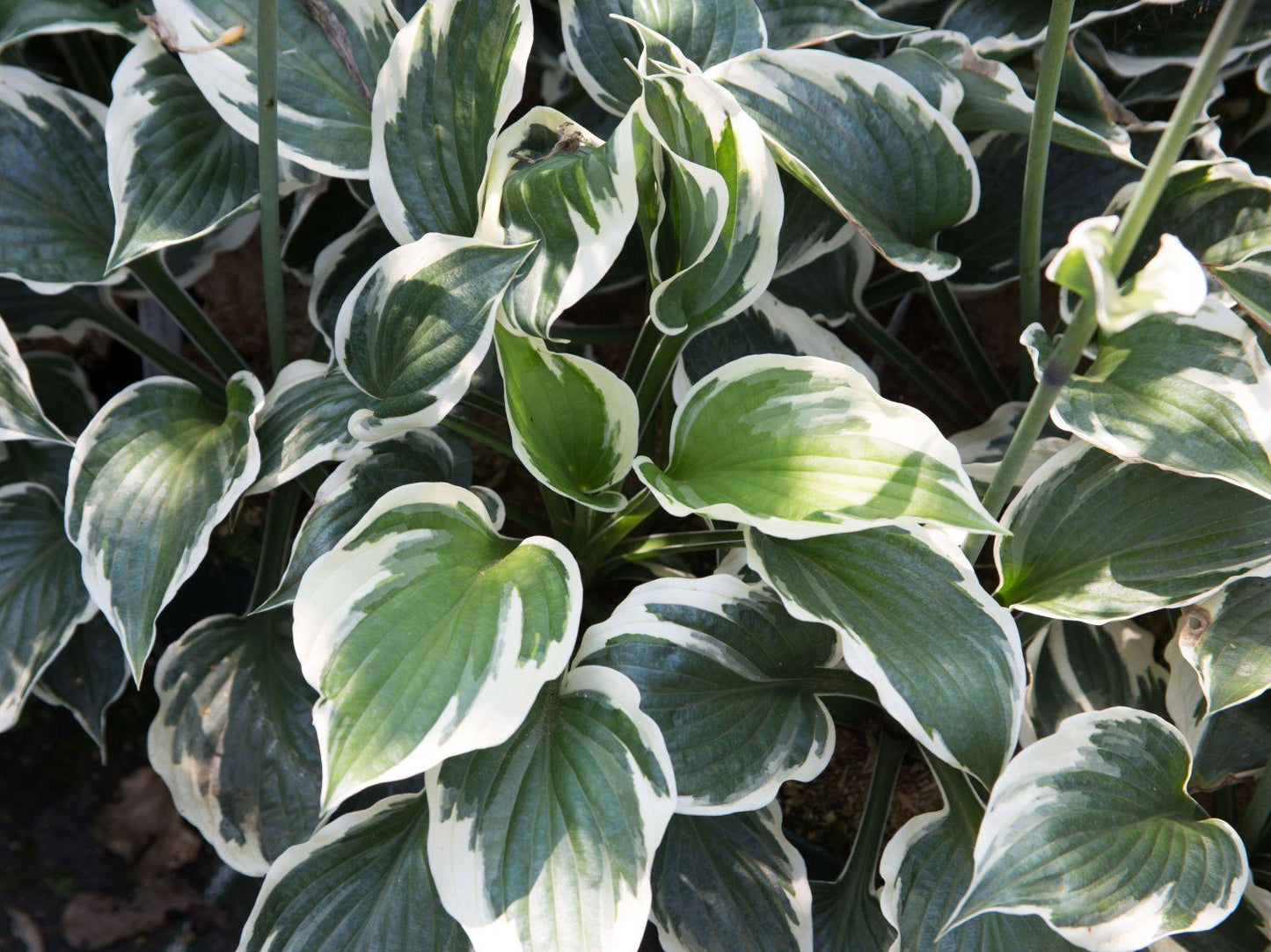 G201 Hosta Fortunei Minuteman - View 9 from www redcrocus com