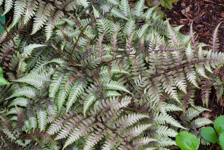 G2030 Fern, Athyrium Niponicum Var Pictum - View 12 from www redcrocus com