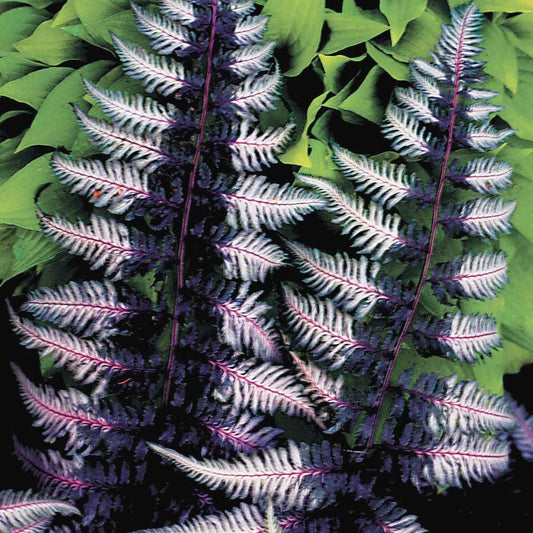 G2030 Fern Athyrium Niponicum Var Pictum 11 85771295 A9ea 4db2 A178 A8953bda9318 from www redcrocus com
