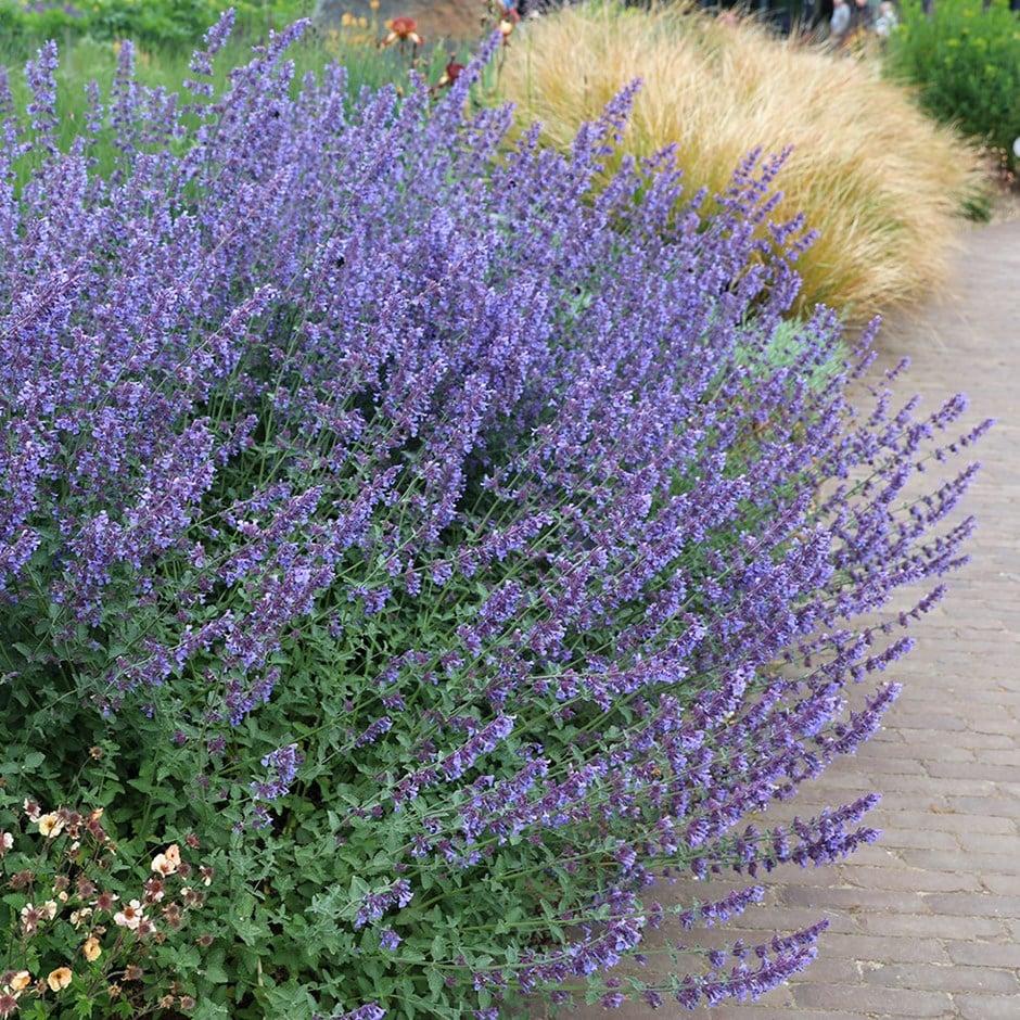 G204 Nepeta Racemosa Walker S Low - View 10 from www redcrocus com