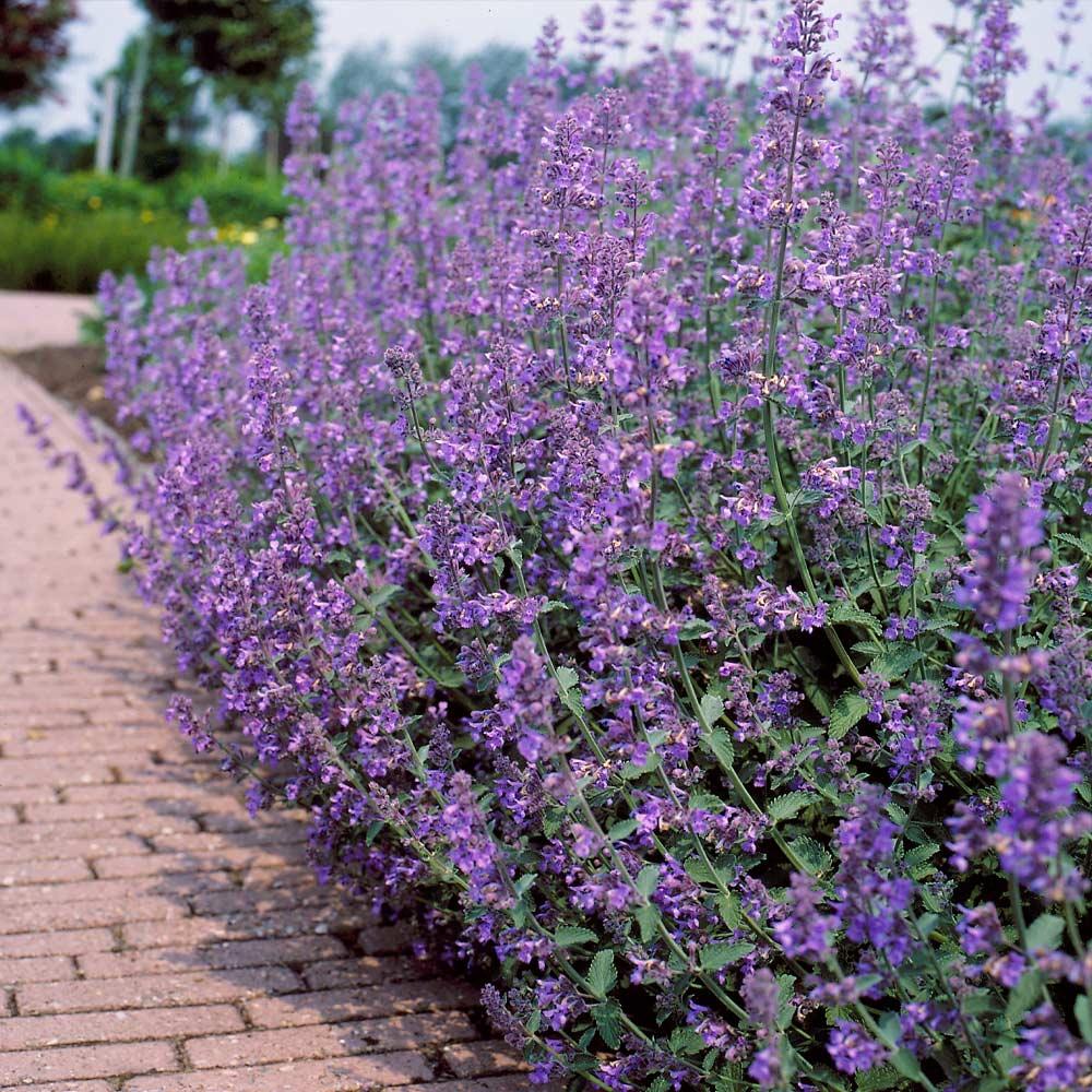 G204 Nepeta Racemosa Walker S Low - View 11 from www redcrocus com