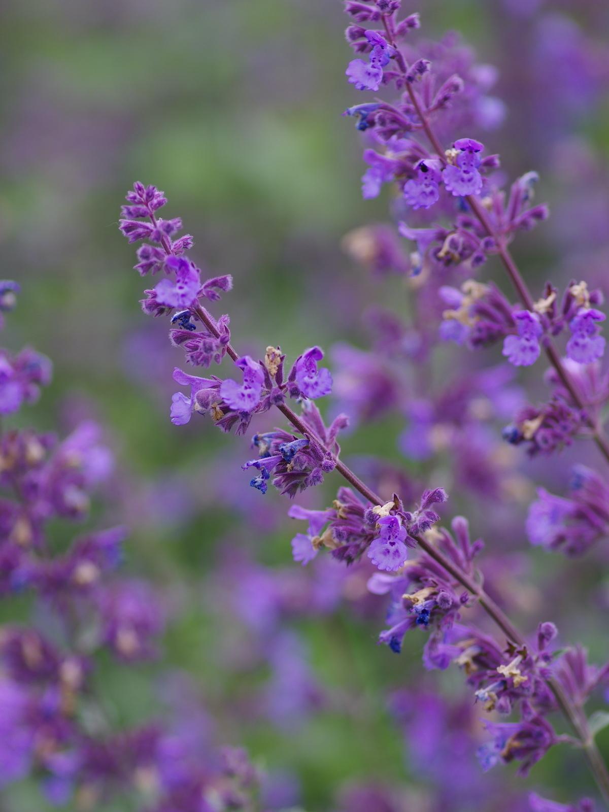 G204 Nepeta Racemosa Walker S Low - View 12 from www redcrocus com
