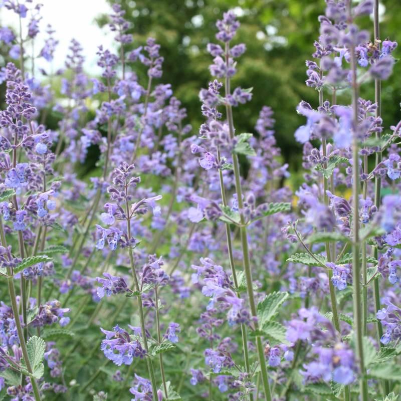G204 Nepeta Racemosa Walker S Low - View 14 from www redcrocus com