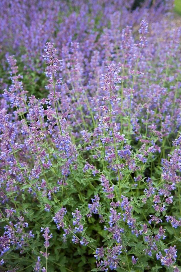 G204 Nepeta Racemosa Walker S Low - View 16 from www redcrocus com