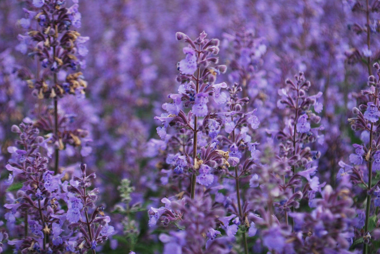 G204 Nepeta Racemosa Walker S Low - View 17 from www redcrocus com