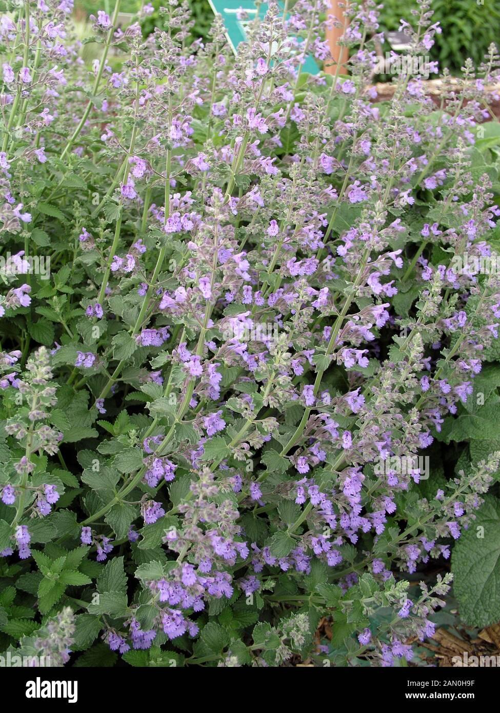 G204 Nepeta Racemosa Walker S Low - View 19 from www redcrocus com