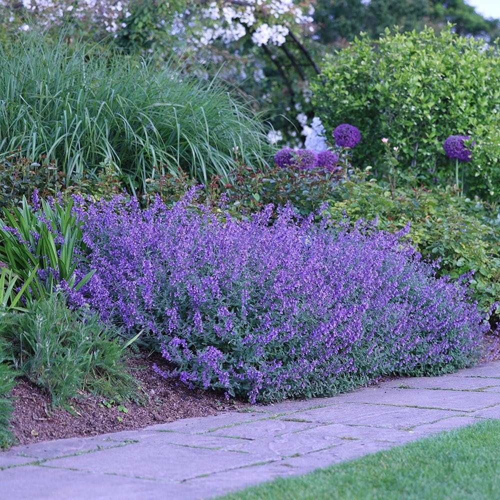 G204 Nepeta Racemosa Walker S Low - View 1 from www redcrocus com