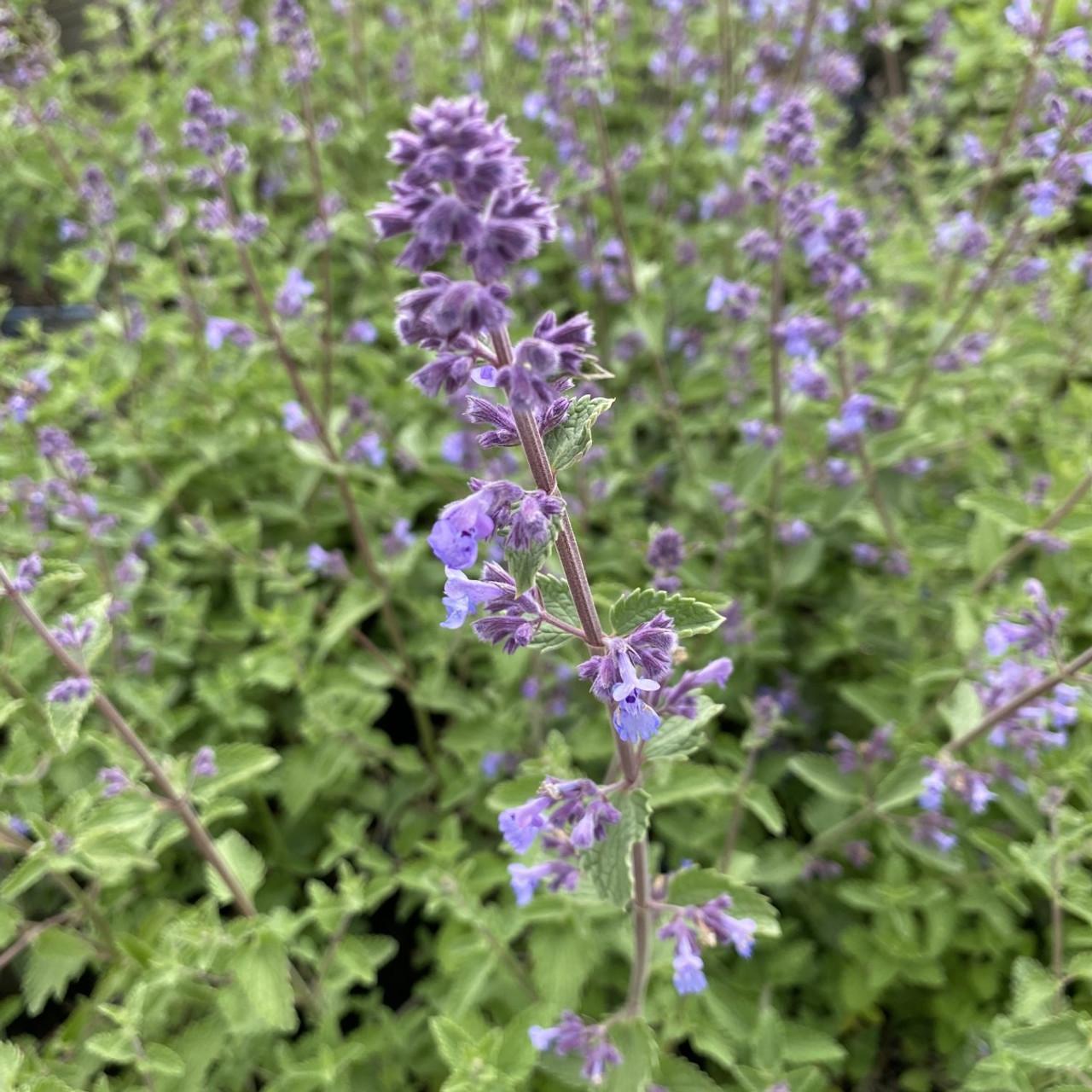 G204 Nepeta Racemosa Walker S Low - View 20 from www redcrocus com