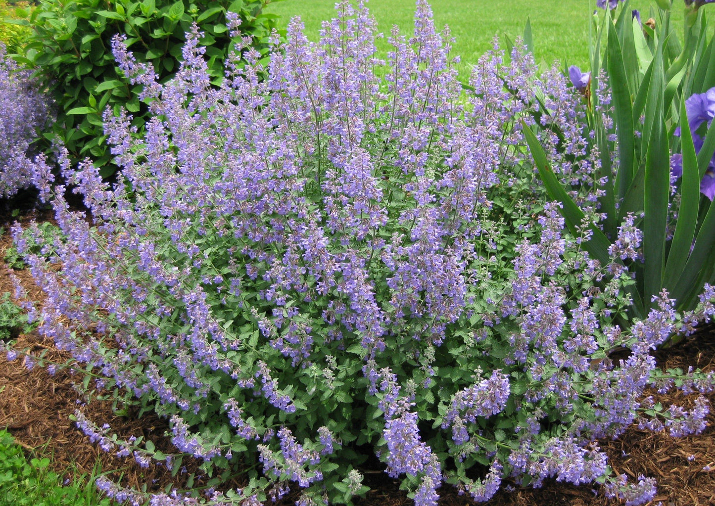 G204 Nepeta Racemosa Walker S Low - View 2 from www redcrocus com