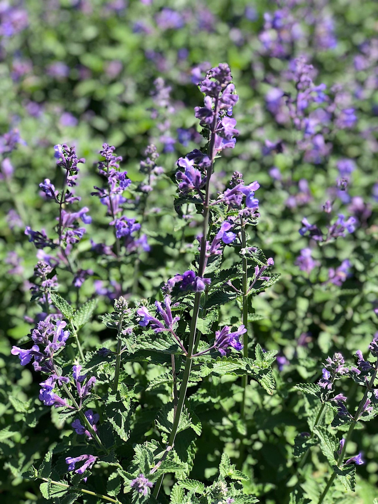 G204 Nepeta Racemosa Walker S Low - View 3 from www redcrocus com
