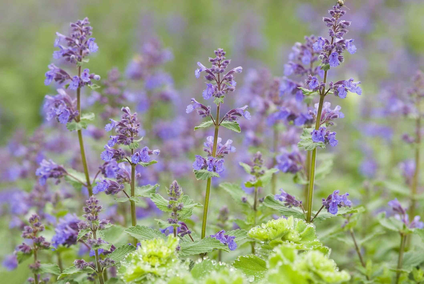 G204 Nepeta Racemosa Walker S Low - View 4 from www redcrocus com