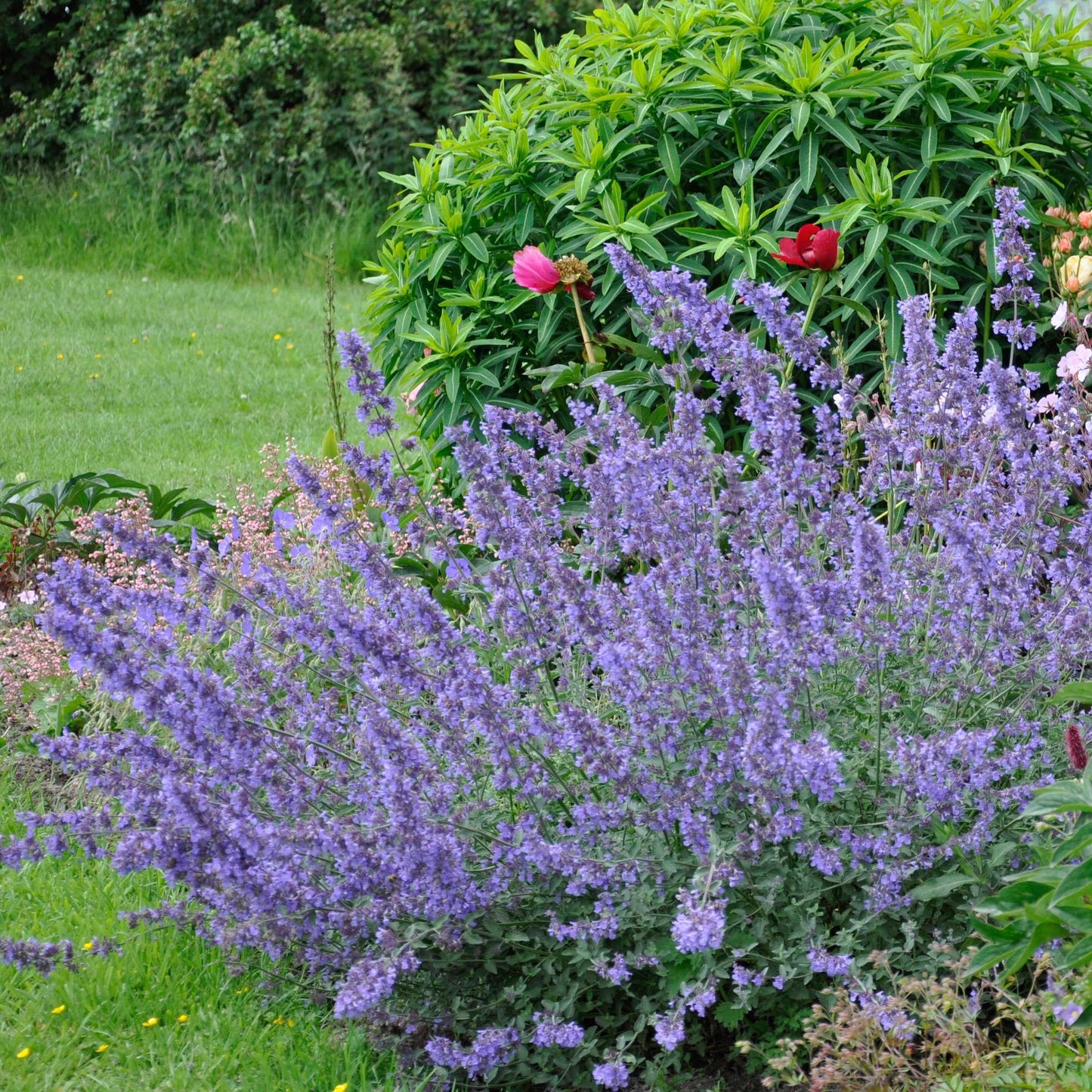 G204 Nepeta Racemosa Walker S Low - View 5 from www redcrocus com
