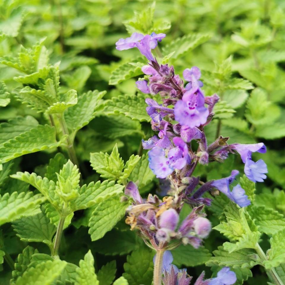 G204 Nepeta Racemosa Walker S Low - View 6 from www redcrocus com