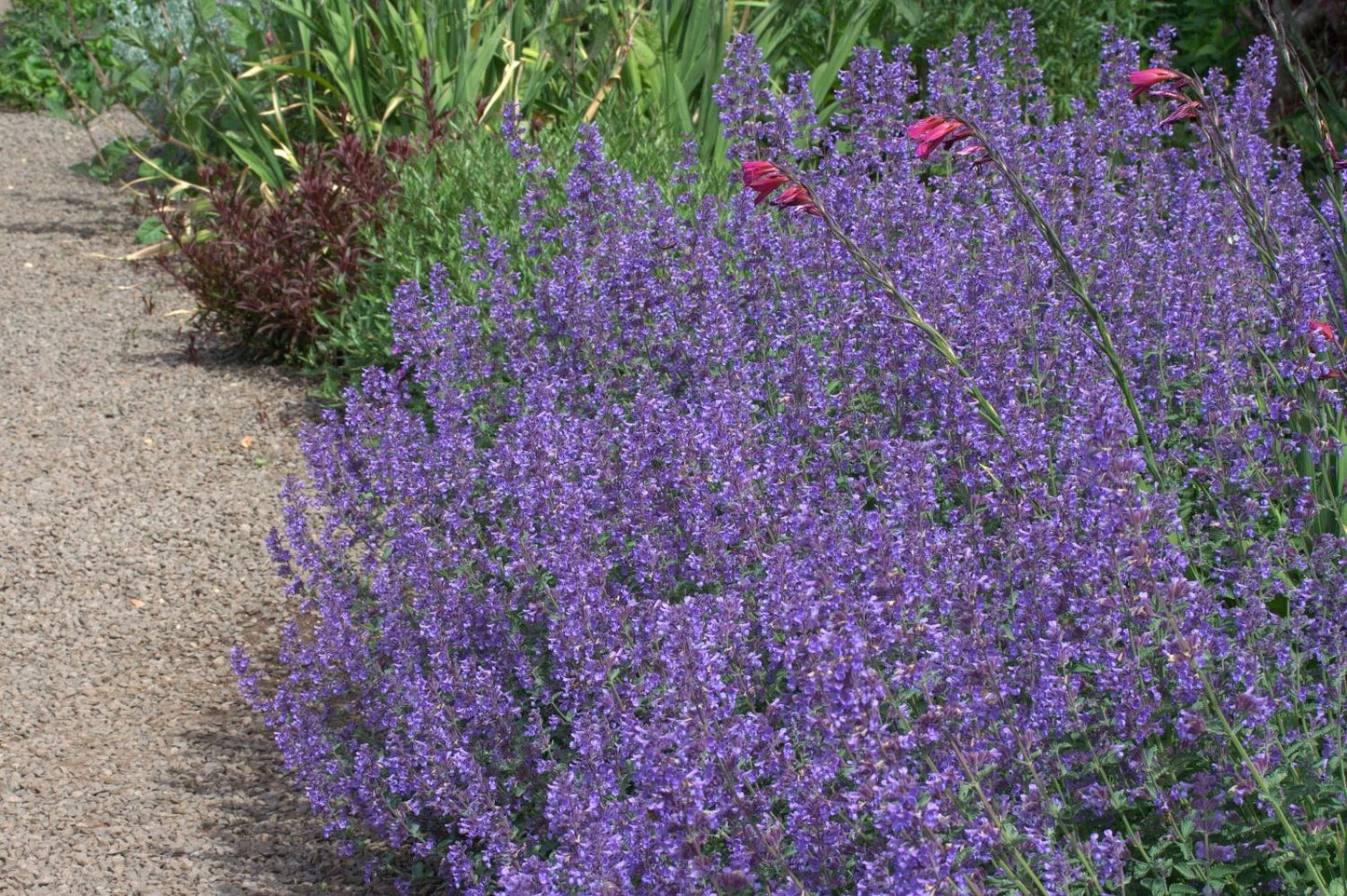 G204 Nepeta Racemosa Walker S Low - View 7 from www redcrocus com