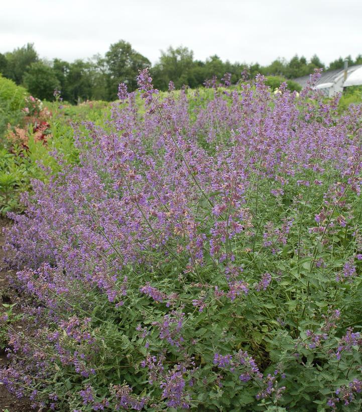 G204 Nepeta Racemosa Walker S Low - View 8 from www redcrocus com
