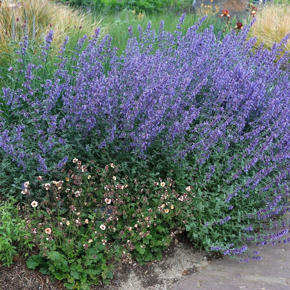 G204 Nepeta Racemosa Walker S Low - View 9 from www redcrocus com