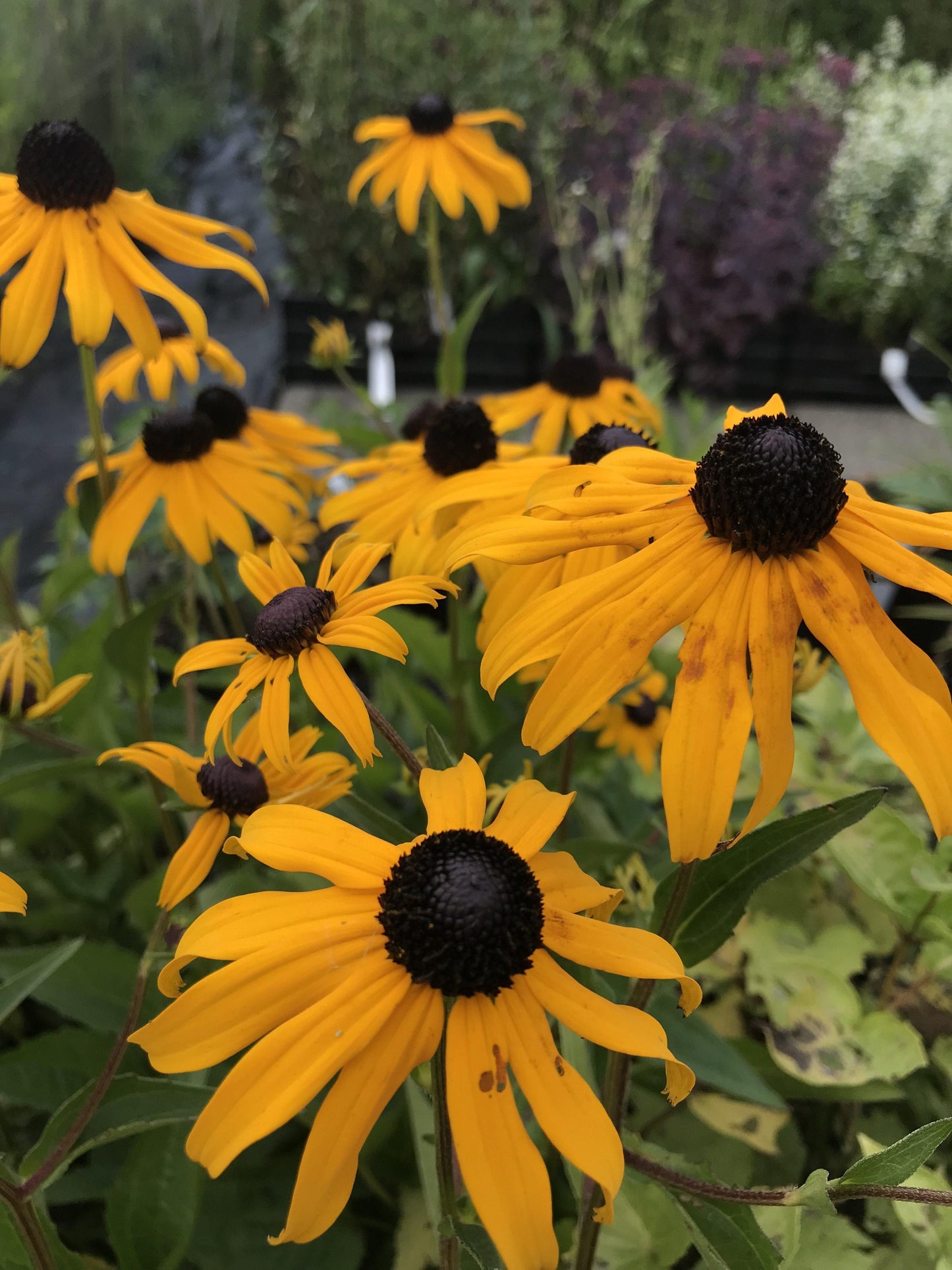 G206 Rudbeckia Fulgida Goldsturm - View 12 from www redcrocus com