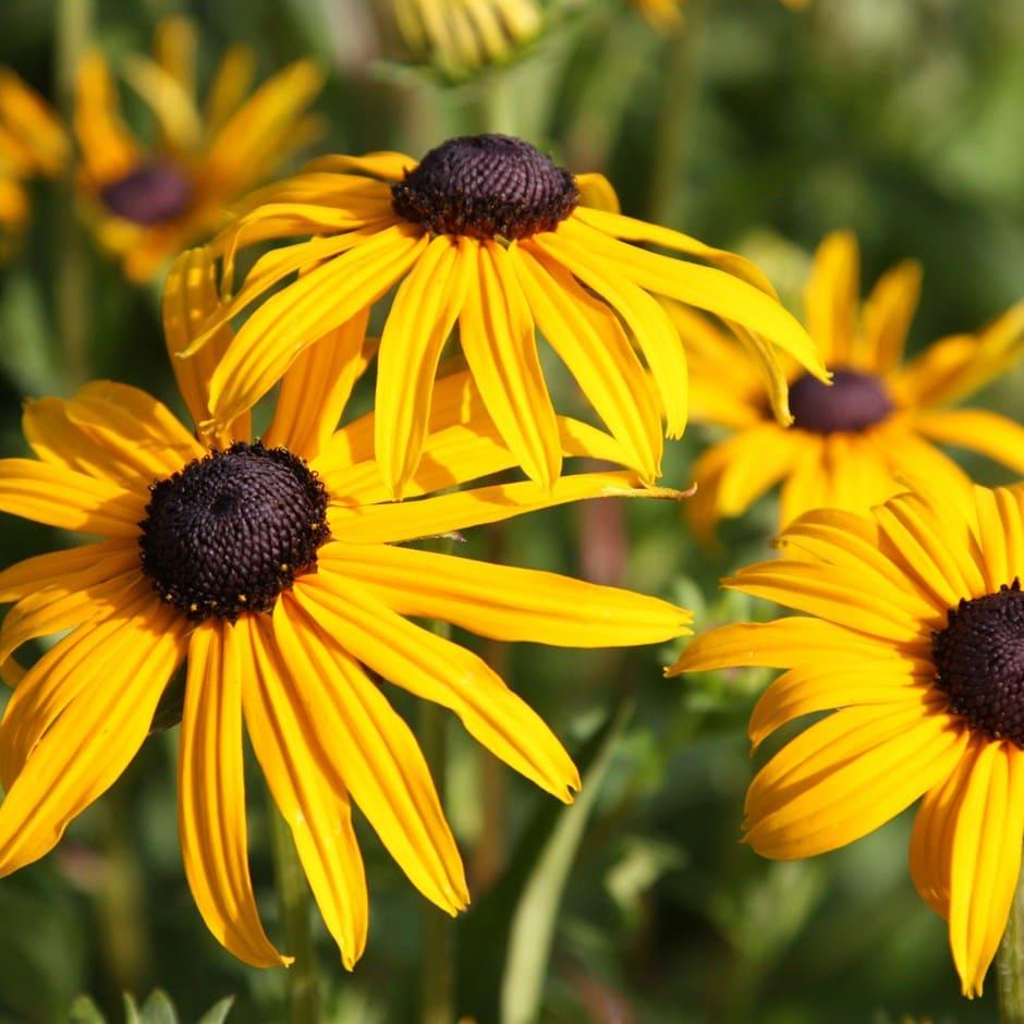 G206 Rudbeckia Fulgida Goldsturm - View 14 from www redcrocus com