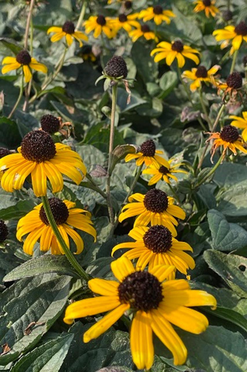 G206 Rudbeckia Fulgida Goldsturm - View 15 from www redcrocus com