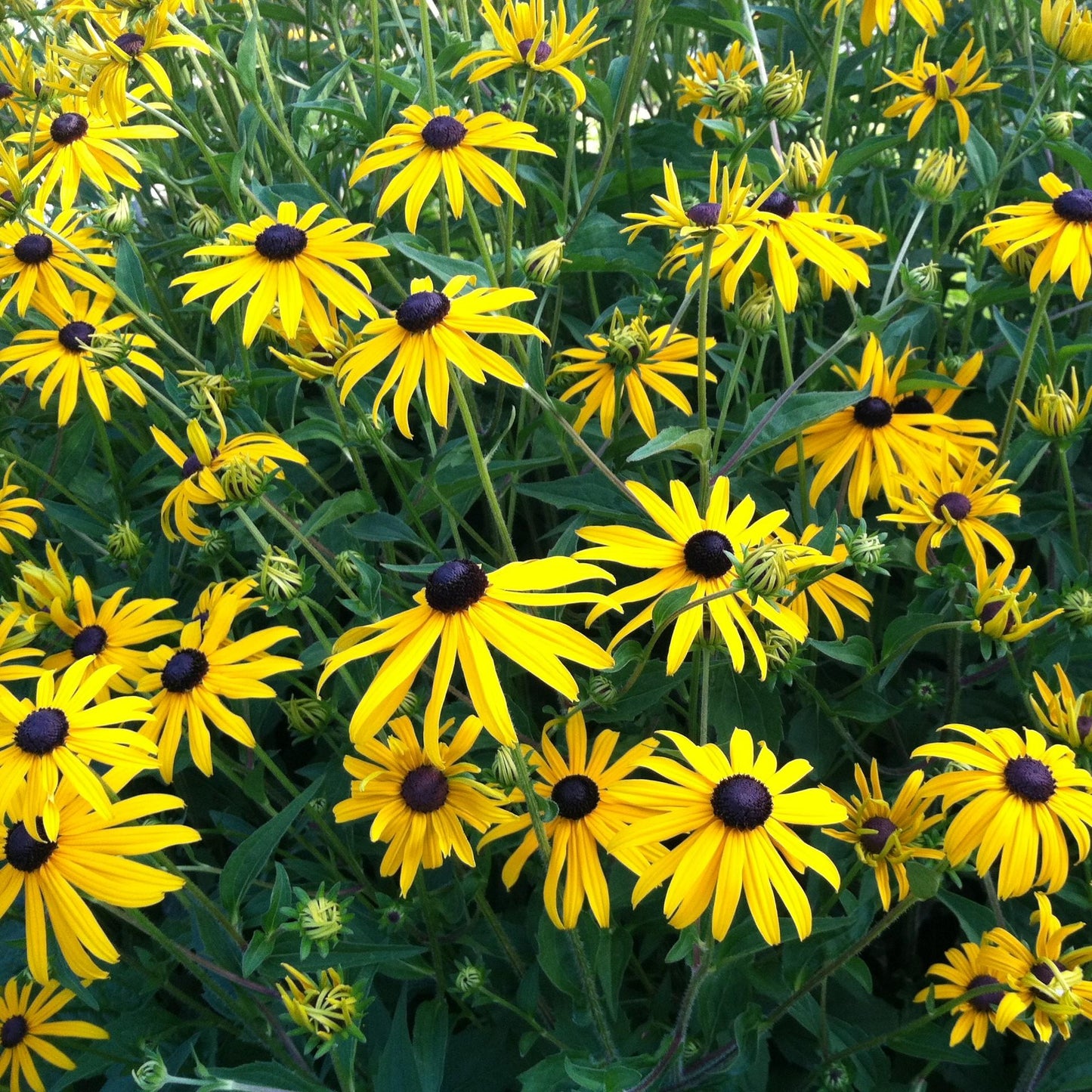G206 Rudbeckia Fulgida Goldsturm - View 16 from www redcrocus com