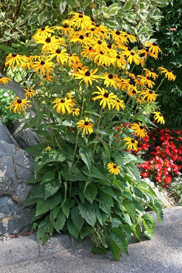 G206 Rudbeckia Fulgida Goldsturm - View 17 from www redcrocus com