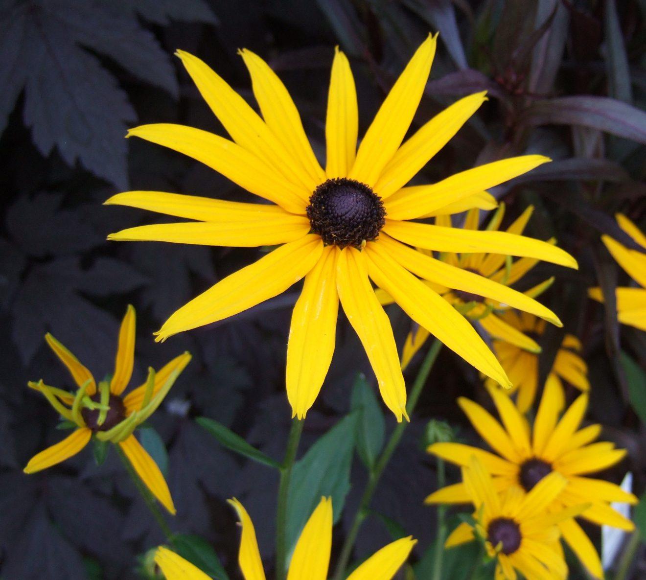 G206 Rudbeckia Fulgida Goldsturm - View 18 from www redcrocus com