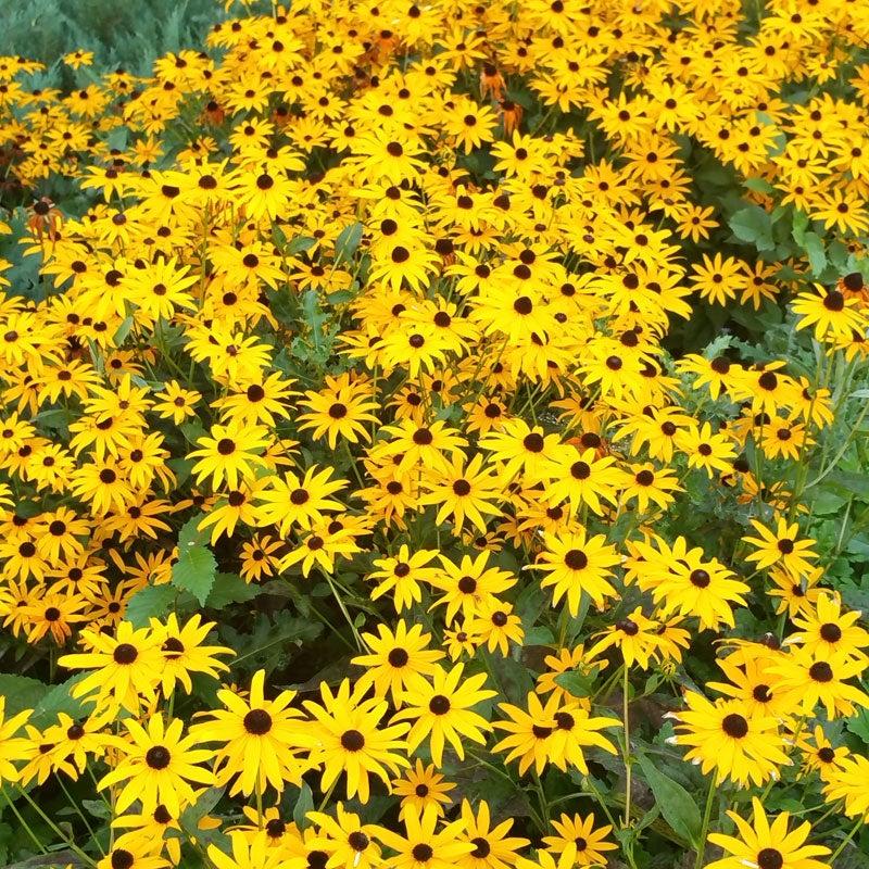 G206 Rudbeckia Fulgida Goldsturm - View 19 from www redcrocus com