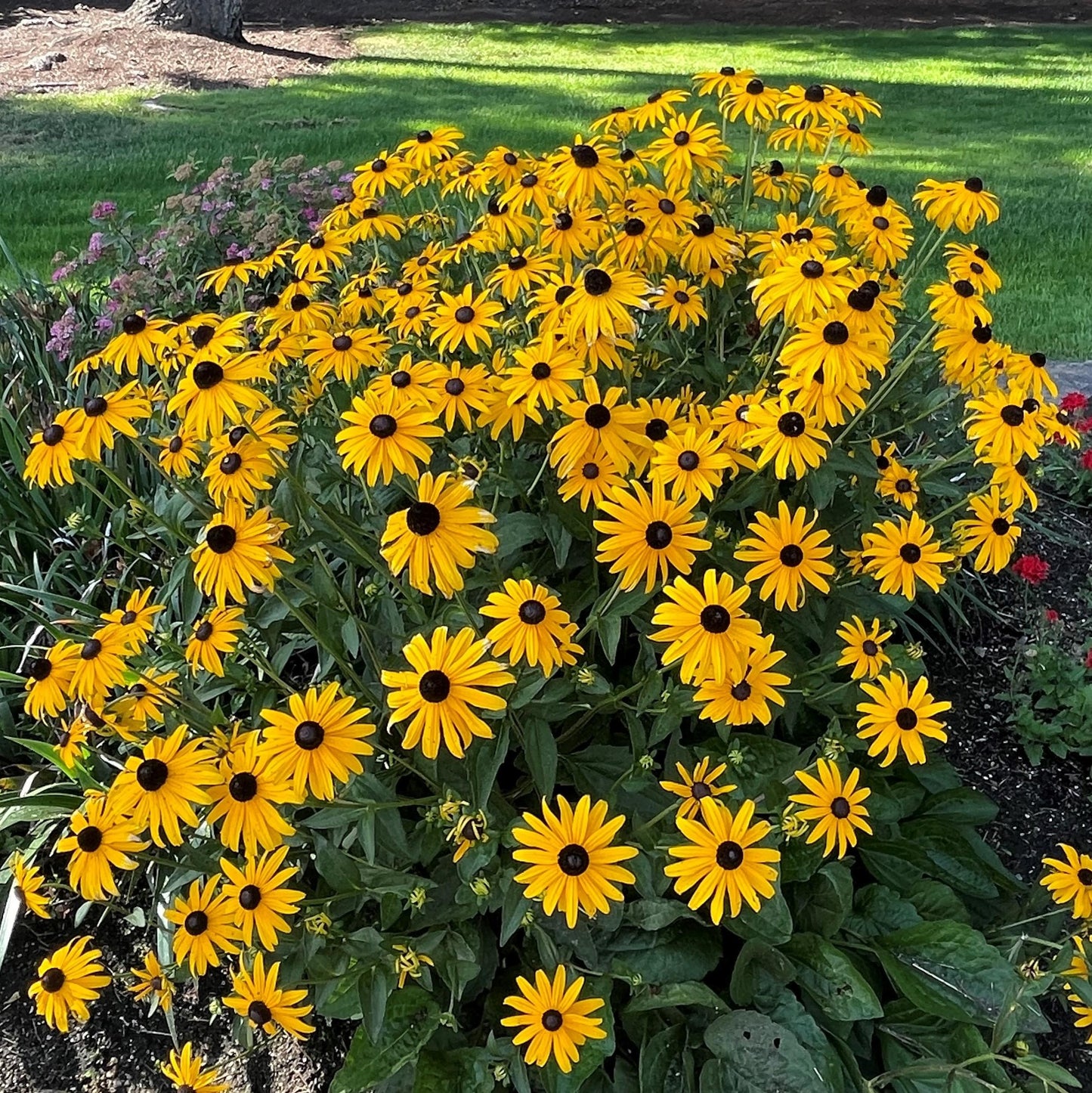 G206 Rudbeckia Fulgida Goldsturm - View 1 from www redcrocus com