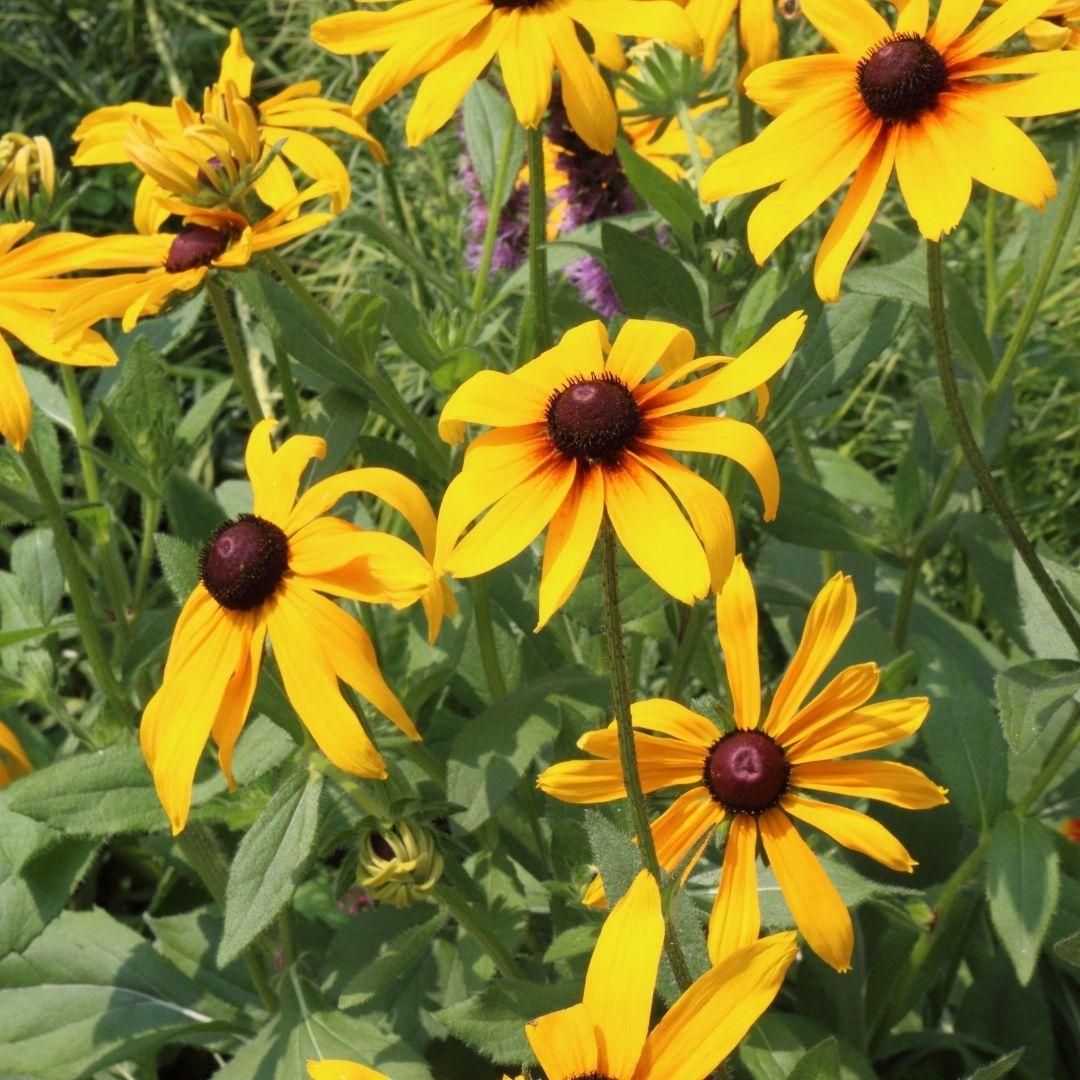 G206 Rudbeckia Fulgida Goldsturm - View 20 from www redcrocus com