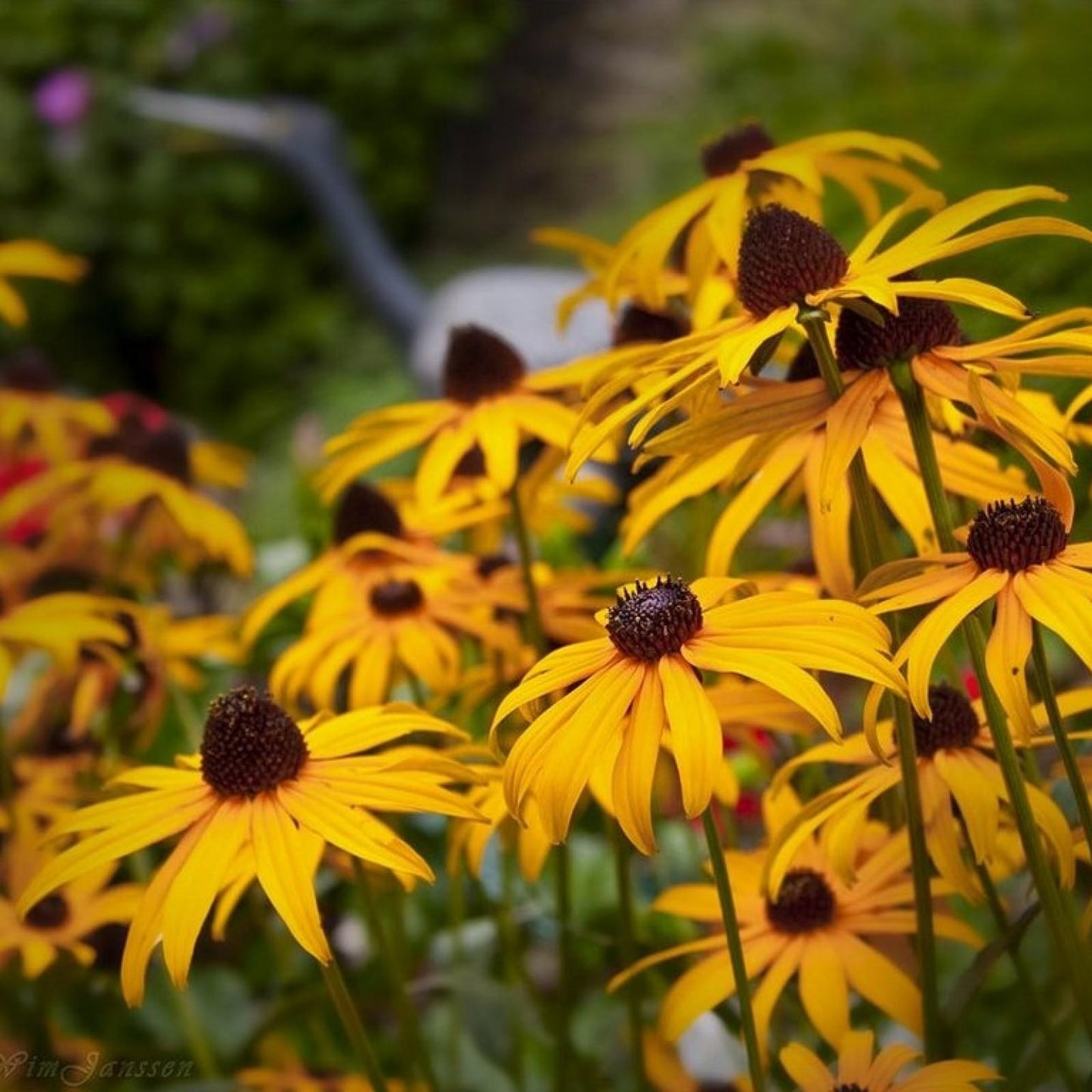 G206 Rudbeckia Fulgida Goldsturm - View 21 from www redcrocus com