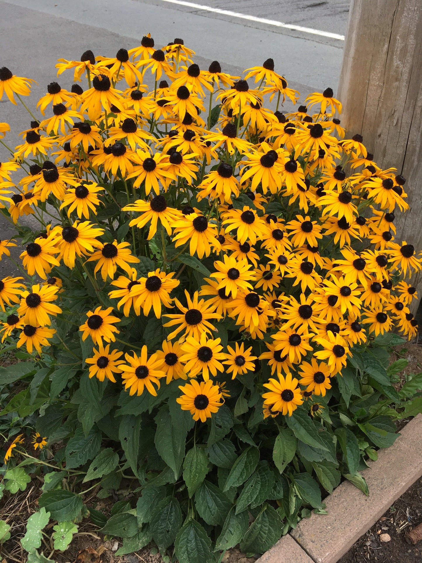 G206 Rudbeckia Fulgida Goldsturm - View 2 from www redcrocus com