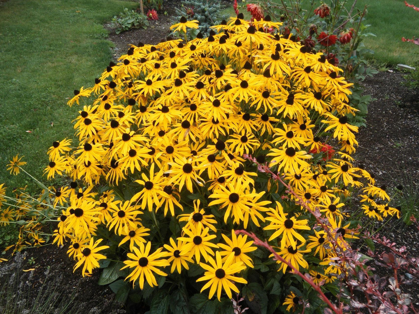 G206 Rudbeckia Fulgida Goldsturm - View 3 from www redcrocus com