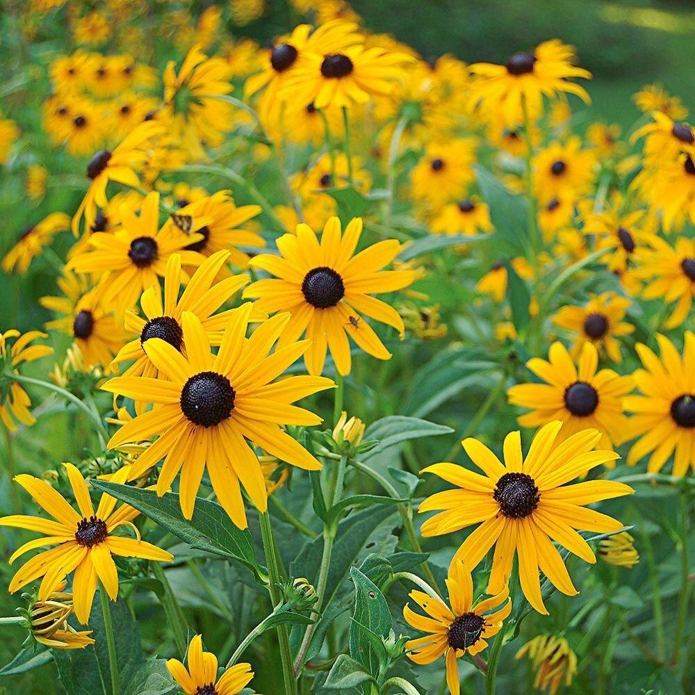 G206 Rudbeckia Fulgida Goldsturm - View 6 from www redcrocus com