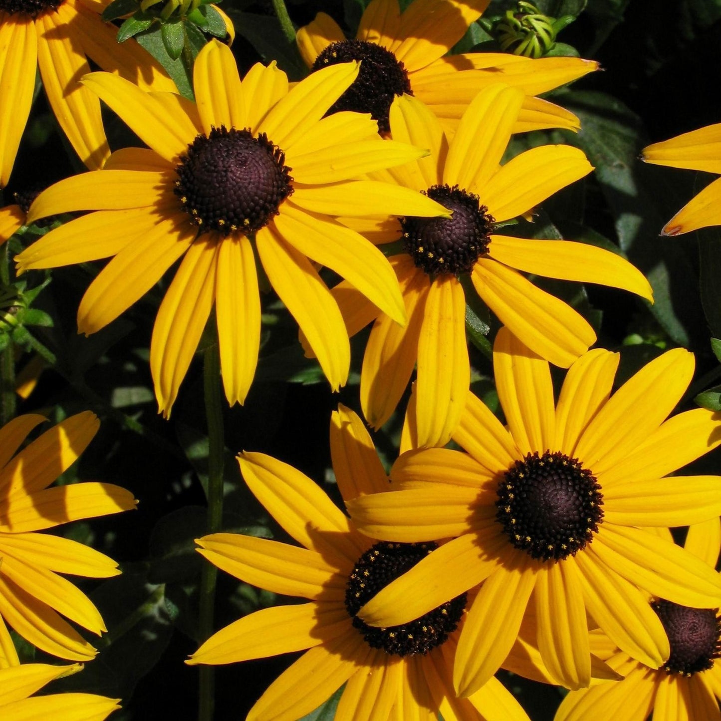 G206 Rudbeckia Fulgida Goldsturm - View 7 from www redcrocus com