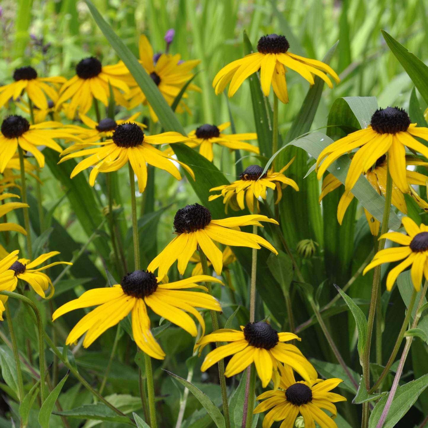G206 Rudbeckia Fulgida Goldsturm - View 8 from www redcrocus com