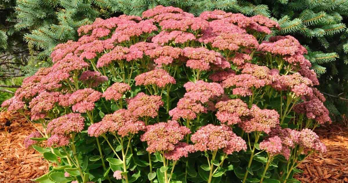G209 Sedum Spectabile Autumn Joy - View 10 from www redcrocus com