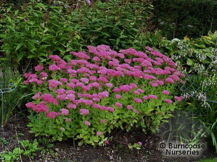 G209 Sedum Spectabile Autumn Joy - View 12 from www redcrocus com